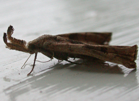 Dark-spotted Palthis